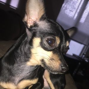 Meet your Posher, George